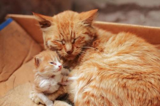 母猫总把幼崽叼给你,母猫总把小猫叼出窝