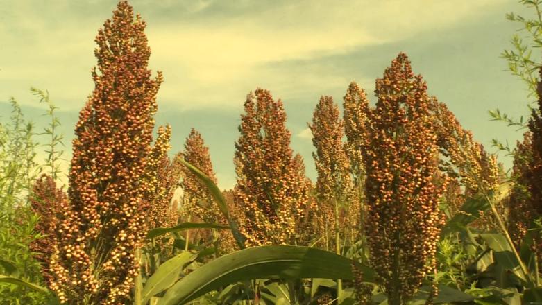 红了！红了！这些天的南充市嘉陵区龙蟠镇真的是“红遍天”了