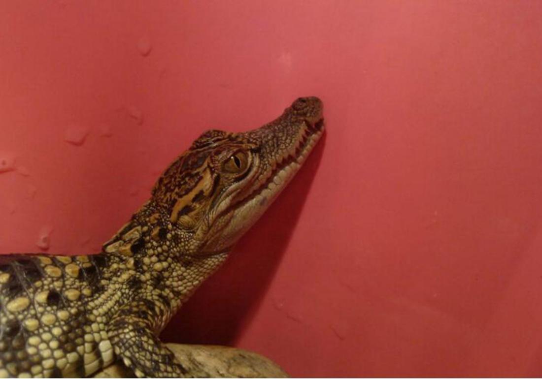 鳄类养殖方法,鳄龟养殖有什么用