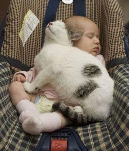 猫咪清凉一夏剃毛视频,夏季猫咪养护方法有哪些