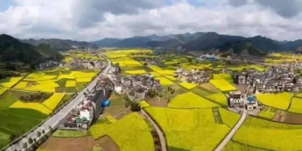 春暖花开的季节我和你如期相约,醉美开化油菜花