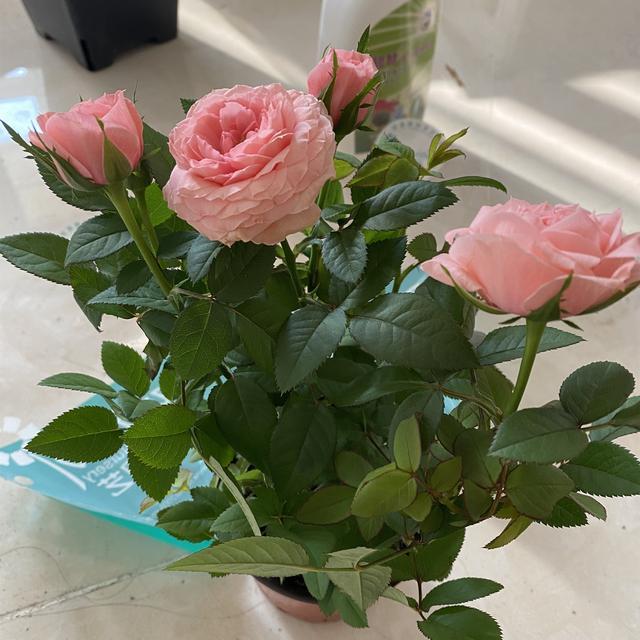 适合阳台种的浓香藤本月季,阳台藤本月季哪个品种好