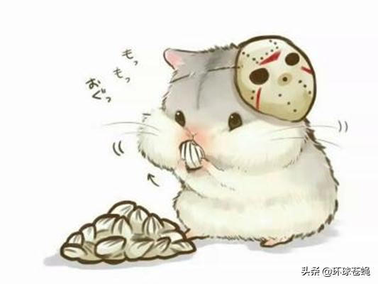 仓鼠常识必须知道,仓鼠和仓鼠有什么不同点