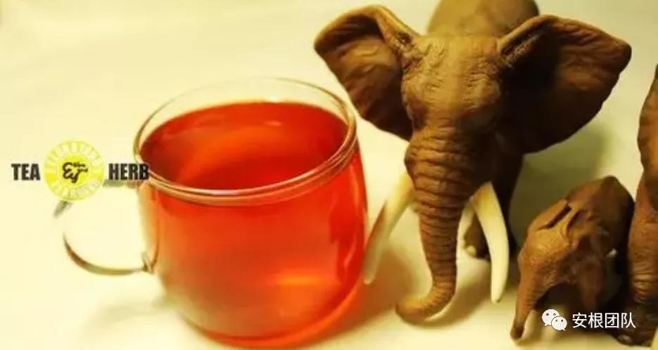 肯尼亚红茶的优缺点,茶人喝金骏眉好吗