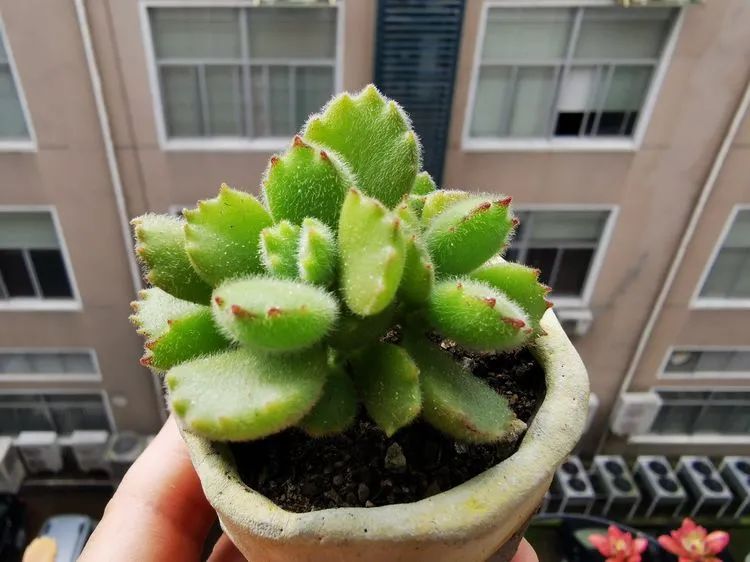 多肉砍头的怎么养,多肉怎么砍头才能爆发