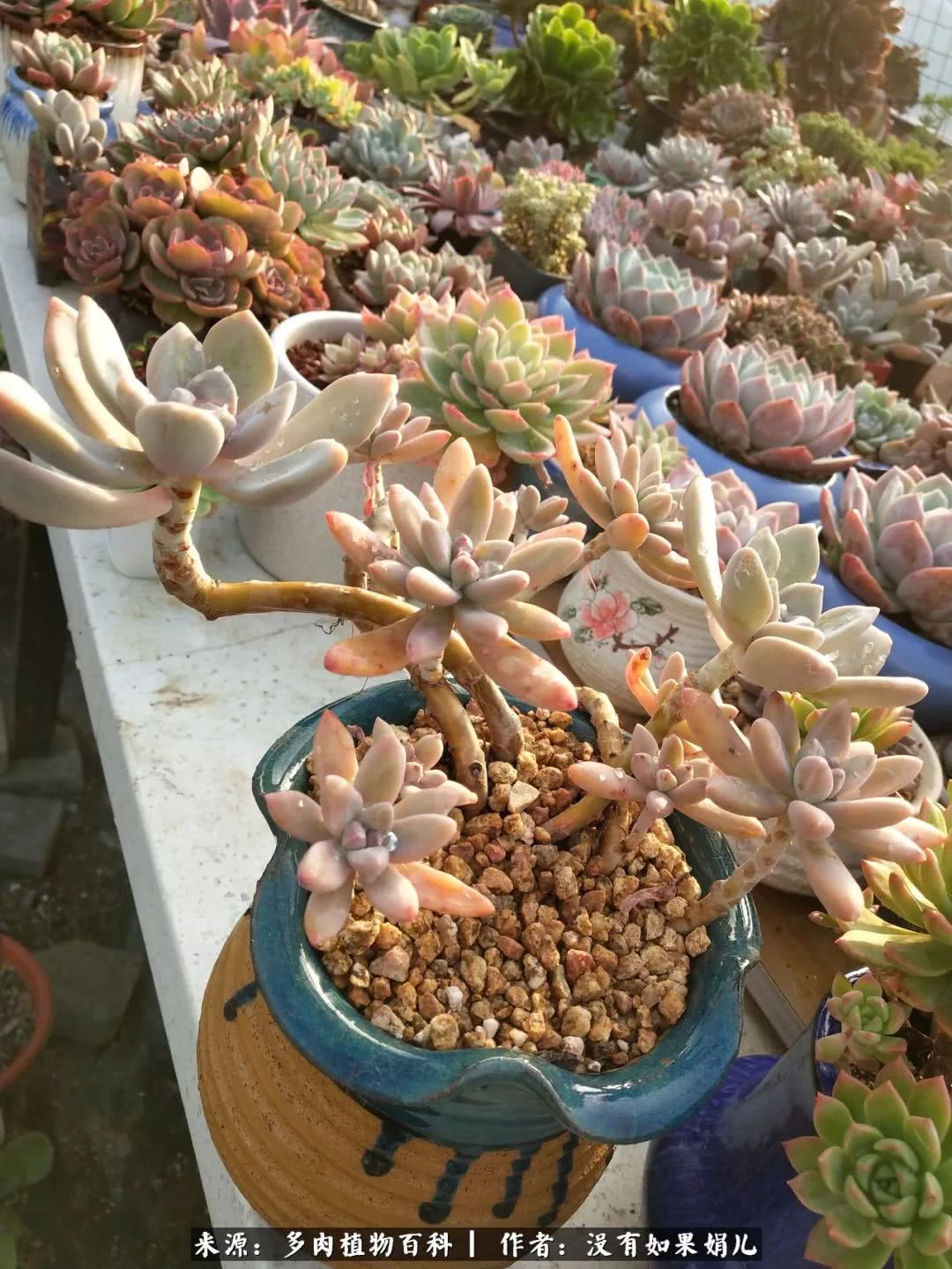 明人不说暗话，我为多肉而来！