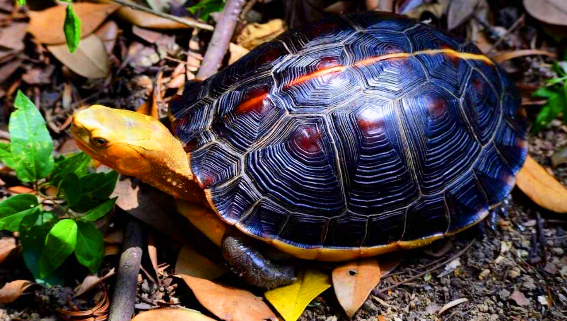 黄缘龟闭壳怎么办,黄缘闭壳龟经营方法