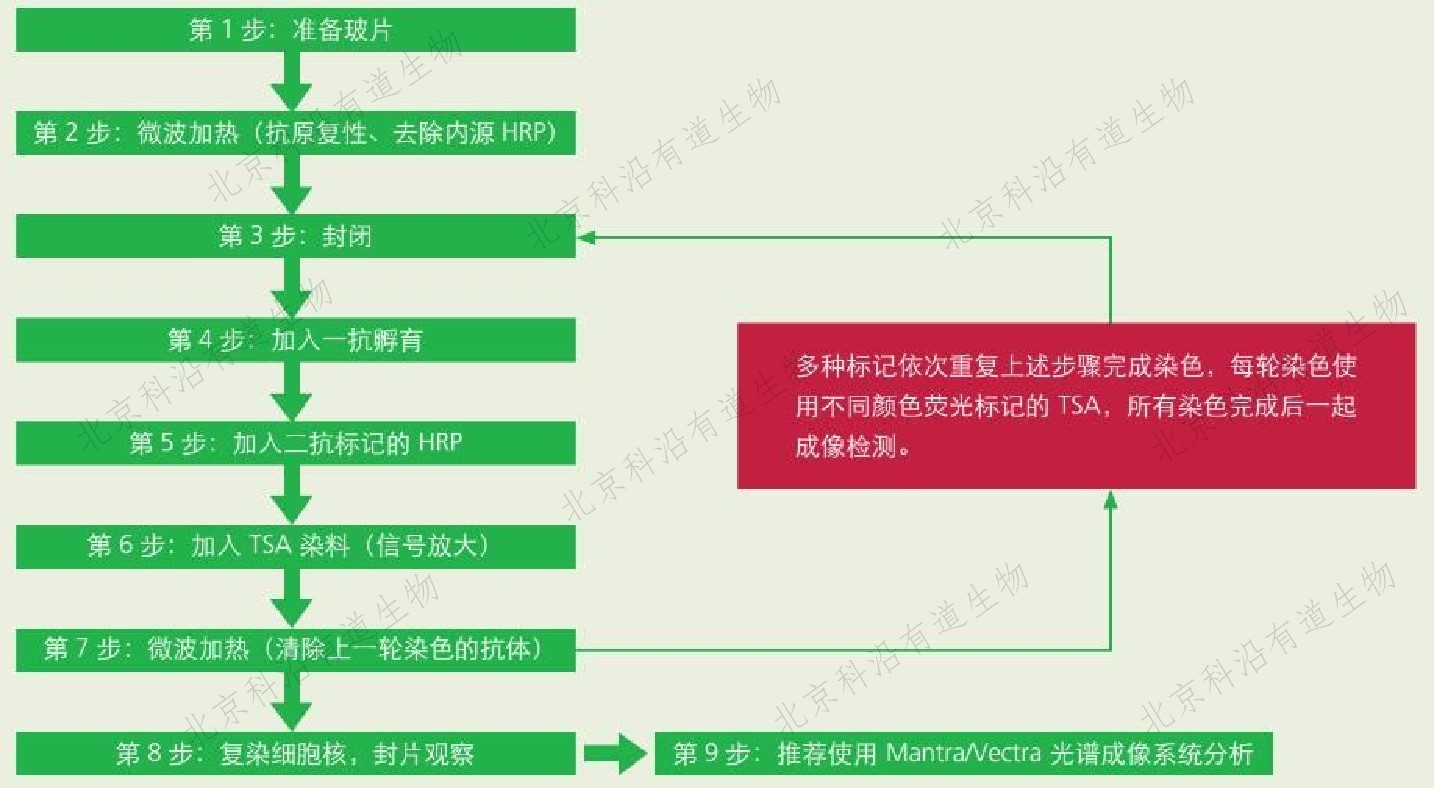 多色免疫荧光用什么设备看,多重荧光免疫组化原理