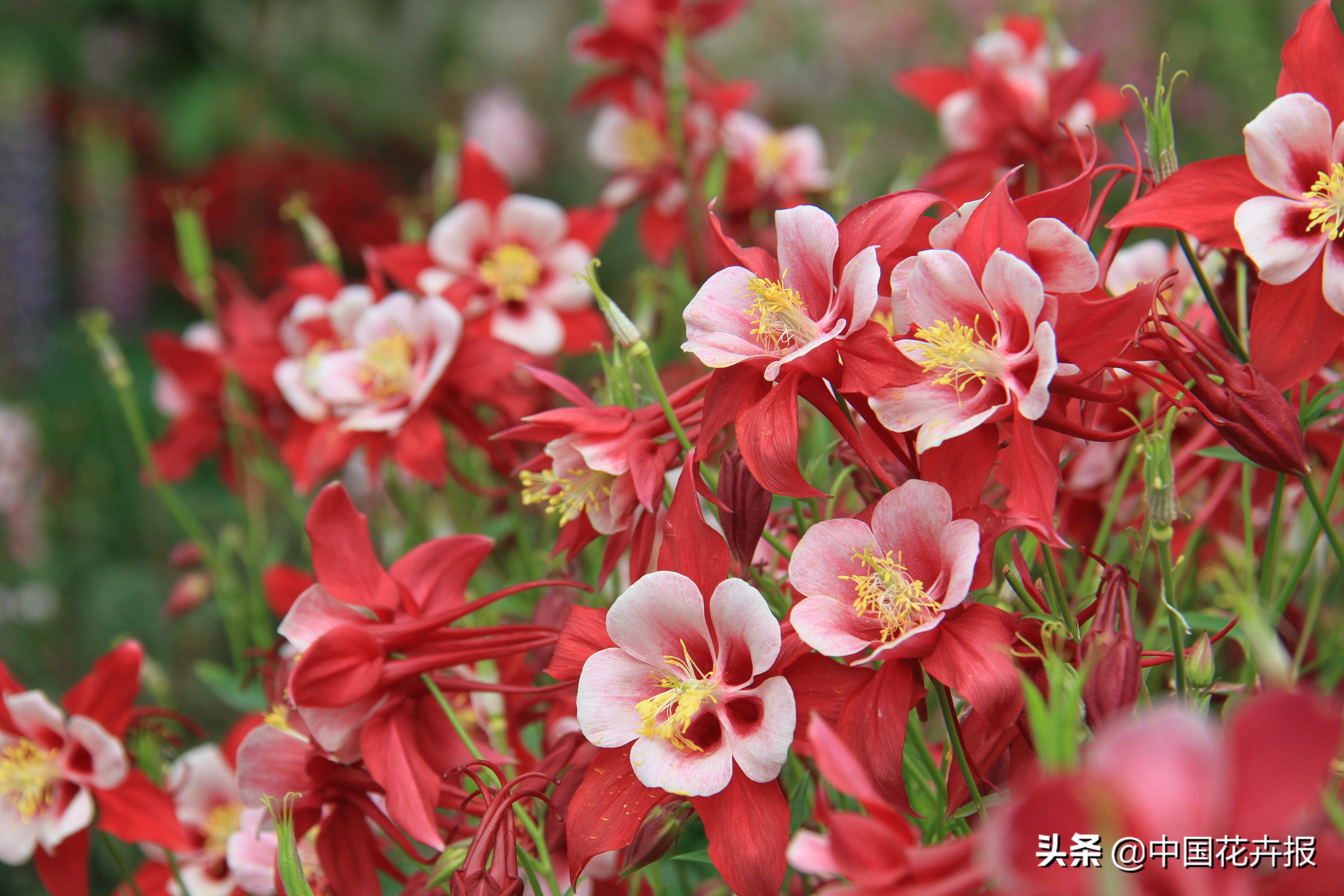 花园必备植物大全,花园常用植物科普