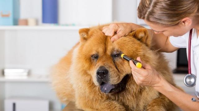 什么是犬黄疸,犬黄疸肝炎的症状及表现