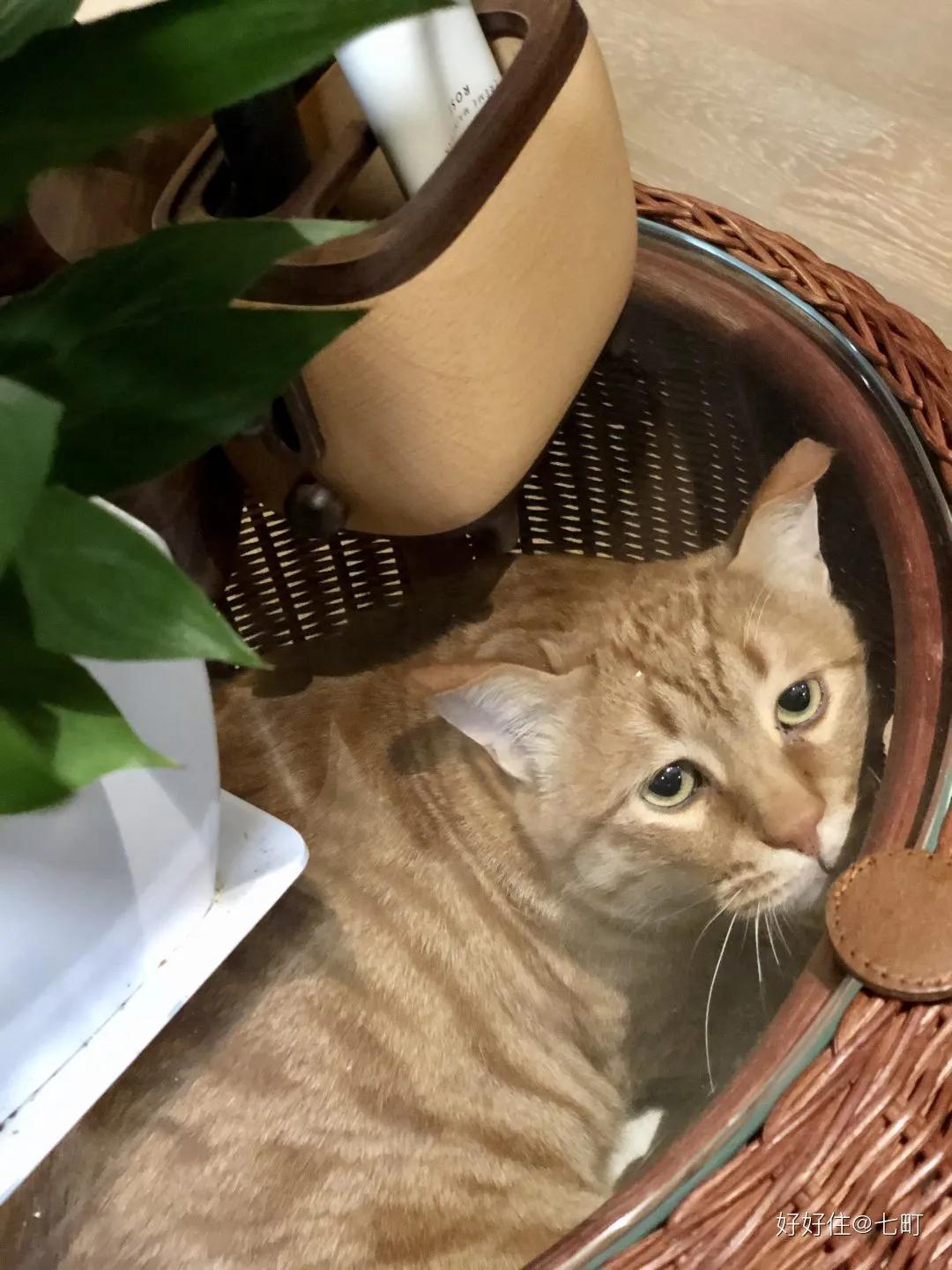 看完她家78㎡江景房，才发现最懂生活的，还是川渝人啊