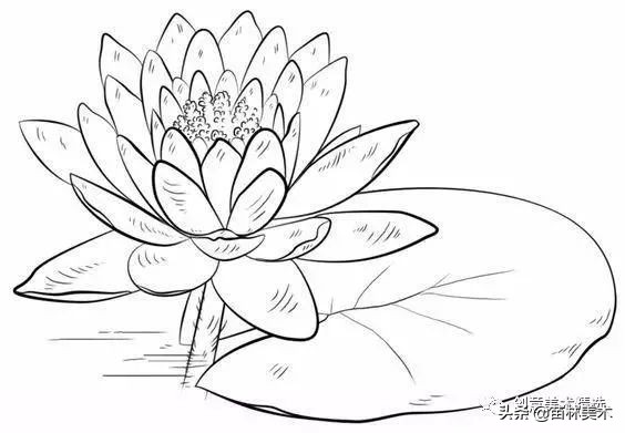 工笔花卉线稿和色稿,花卉白描线稿