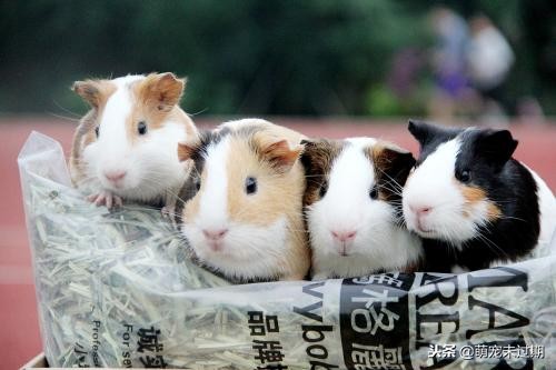 豚鼠是荷兰猪,把荷兰猪当宠物怎么养