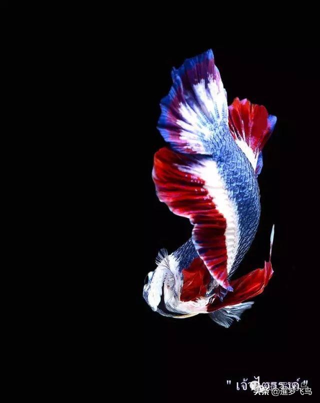 泰国宣布暹罗斗鱼为“国鱼”*旗国**鱼身价百倍