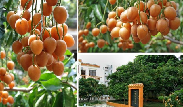 3年30亿扶持3000村!广东“一村一品、一镇一业”今年起这么干!