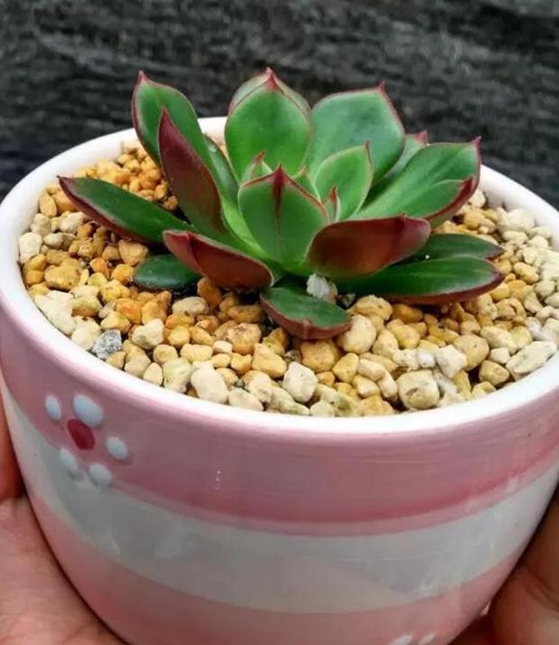 多肉虹之玉叶子变黄褶皱,多肉薄叶蓝鸟叶子褶皱