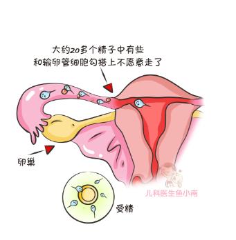 好孕攻略排卵期的七大表现,排卵期攻略助你好孕
