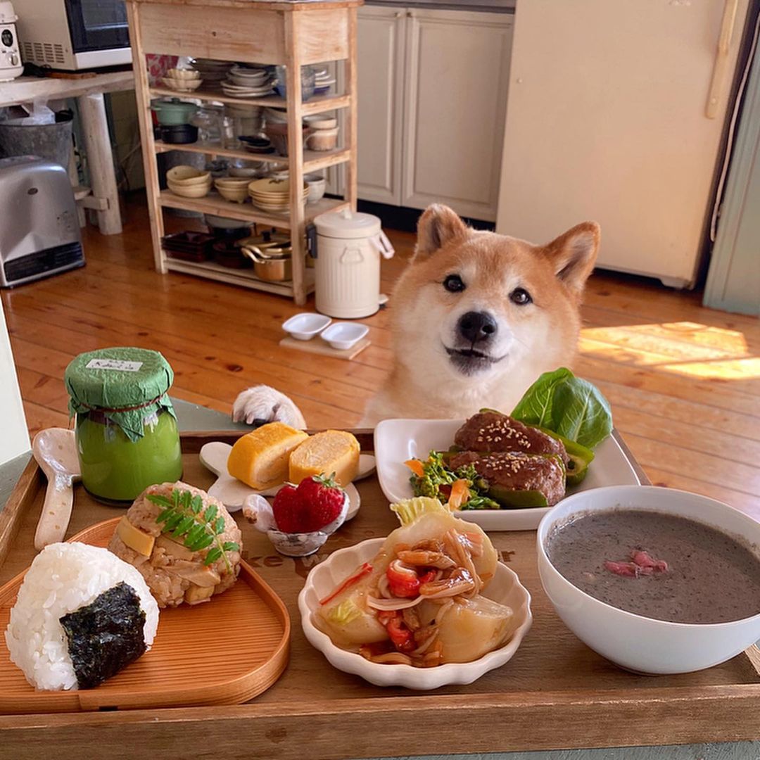 在柴犬犬舍买一只柴犬是什么体验,柴犬为什么宠物店不喜欢