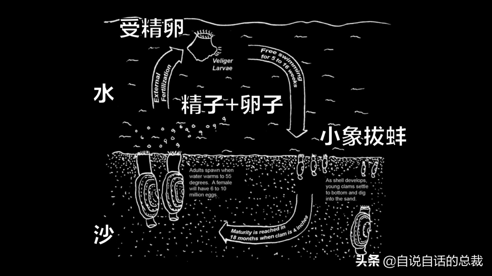 海鲜蛤蜊与蛤蜊区分,蛏子与小人蚬的区别