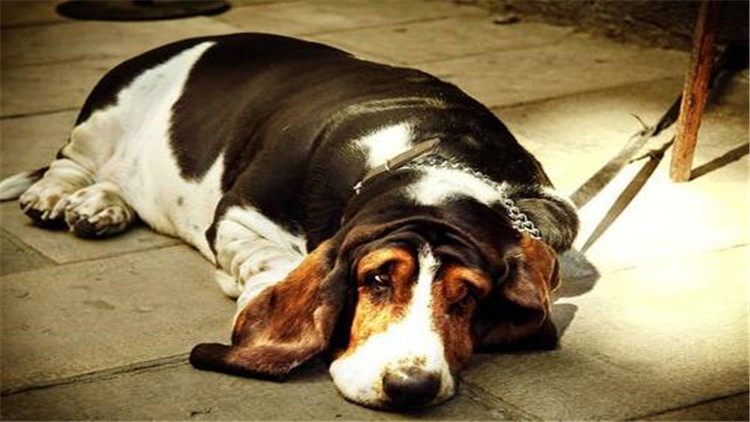 母宠物犬发情怎么缓解,母小型犬发情爬跨如何缓解