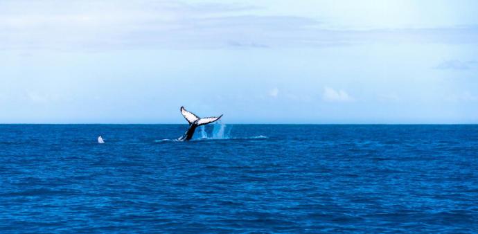 澳洲7月观鲸,悉尼观鲸攻略