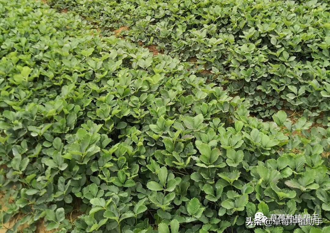 草莓苗一亩要多少棵母苗,如何用草莓老苗繁育新苗
