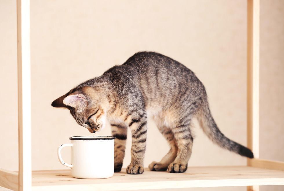 猫咪会因为天气变化不爱喝水吗,猫咪不爱喝水可以用针管喂吗