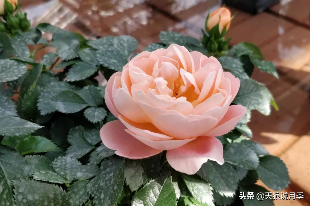 都说“最美人间四月天”，应该就是月季开花的模样吧！