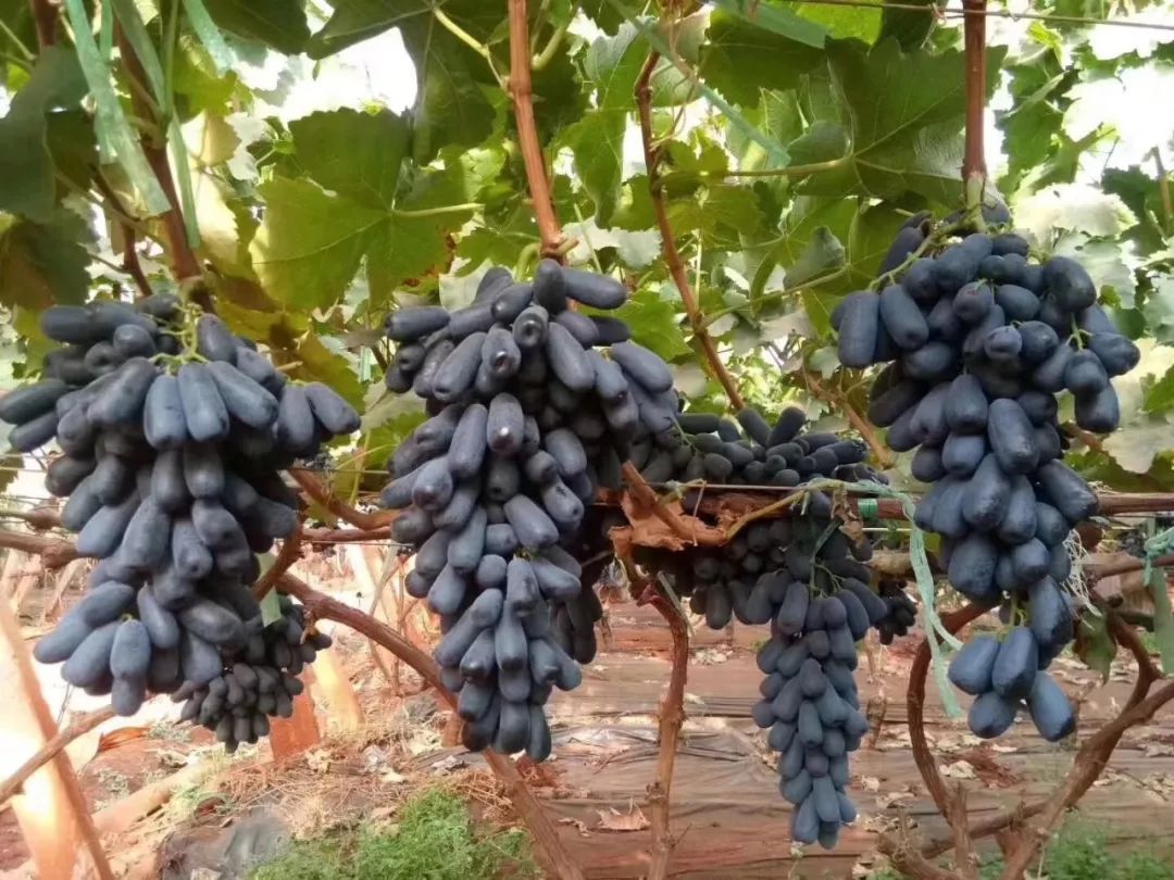 甜蜜蓝宝石葡萄需要膨大处理吗,如何加快蓝宝石葡萄的木质化