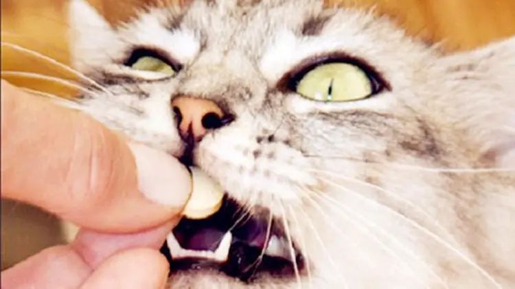 猫咪呕吐的原因及处理方法,猫咪呕吐不吃猫粮是什么原因