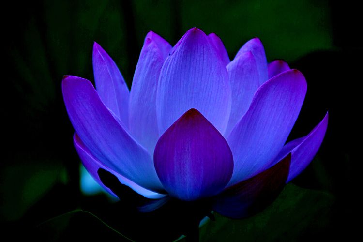 洛阳中国国花园荷花,洛阳国花园的荷花