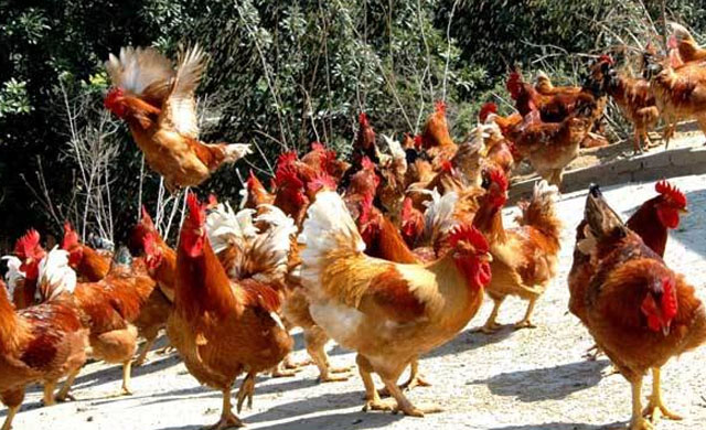 鸡不吃食无精打采拉稀怎么办,鸡没精神不吃东西拉稀