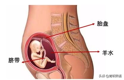 产检时间有什么讲究？医生从胚胎1周到40周成长史来解释原因。