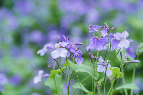 踏春赏花正当时，打卡千垛水上油菜花！玩转兴化景点美食全攻略