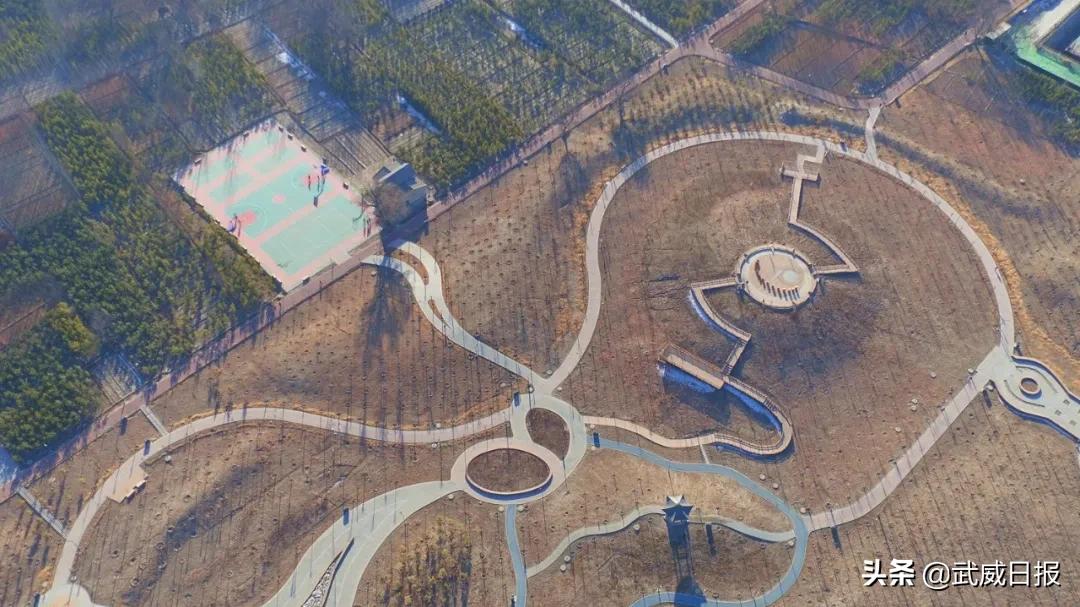 嘘！听说武威有棵树，四个人都抱不住