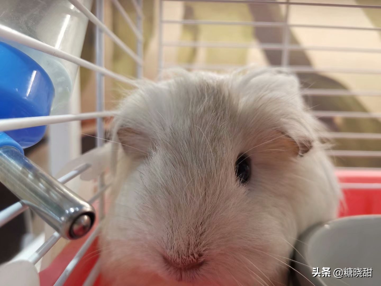 龙猫土拨鼠蜜袋鼯,龙猫真是太可爱了心都要被萌化了