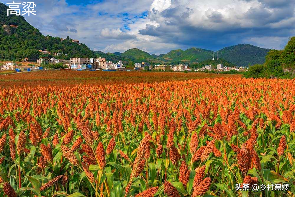 高粱的缺点,高粱为什么有点苦