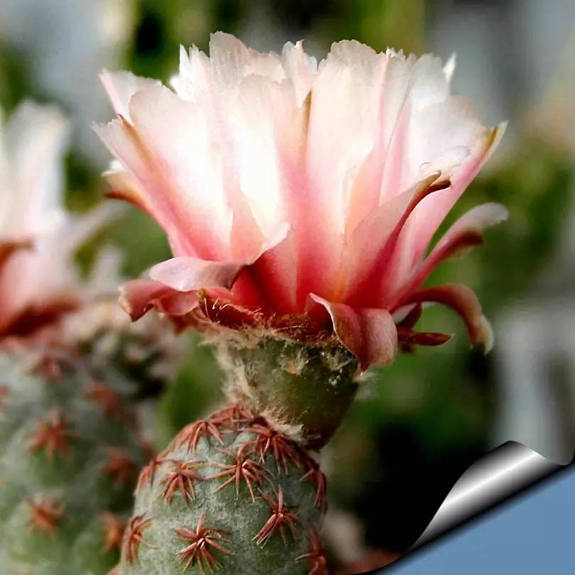 足球团扇图片,足球团扇学名