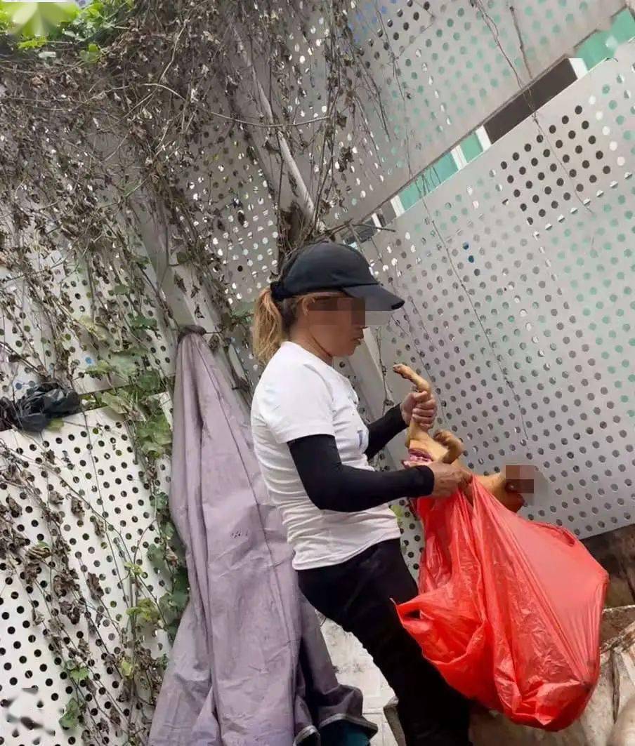 广东遛狗不牵绳抓狗现场大快人心,珠海查未拴绳狗