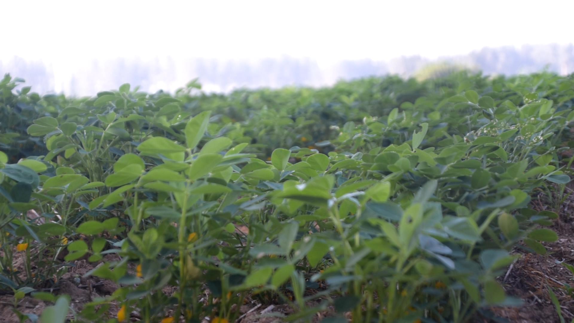 花生苗期怎么管理,花生的苗期管理用什么肥料高产