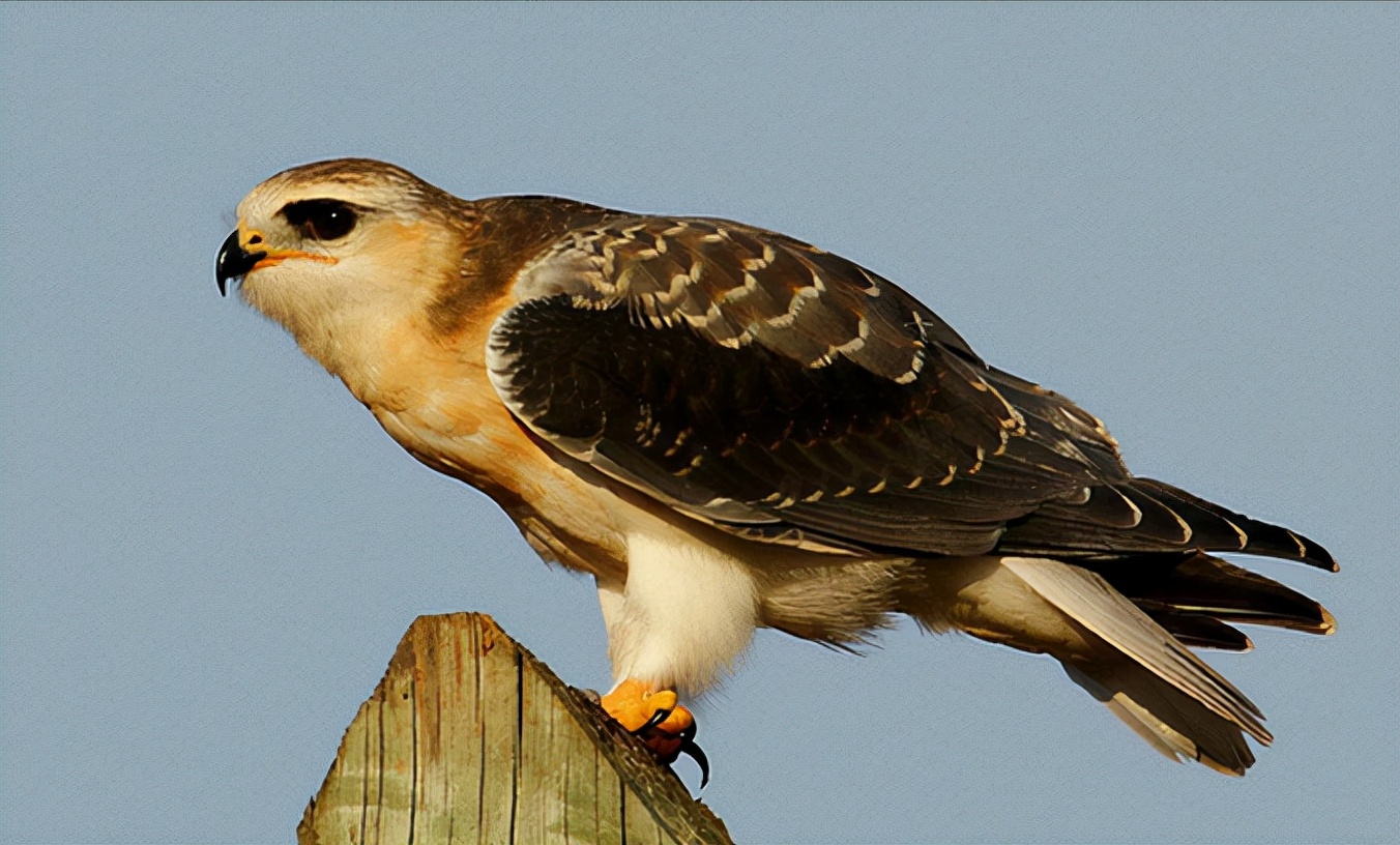 东江揽胜:收集常见鸟类图谱之猛禽篇,摄鸟人自留地,建议收藏