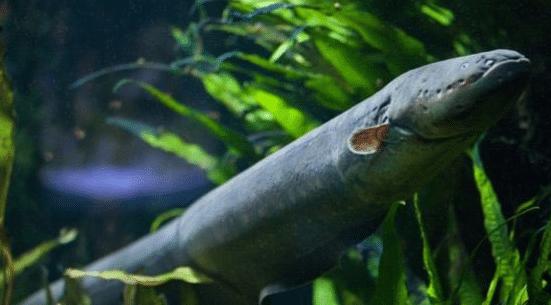 亚马逊雨林看起来是绿色天堂，实则是人类禁区，到底有多恐怖？