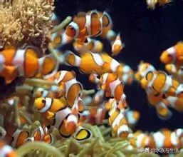 安纳塔汉女王真实身份,安纳塔汉岛女王多大了