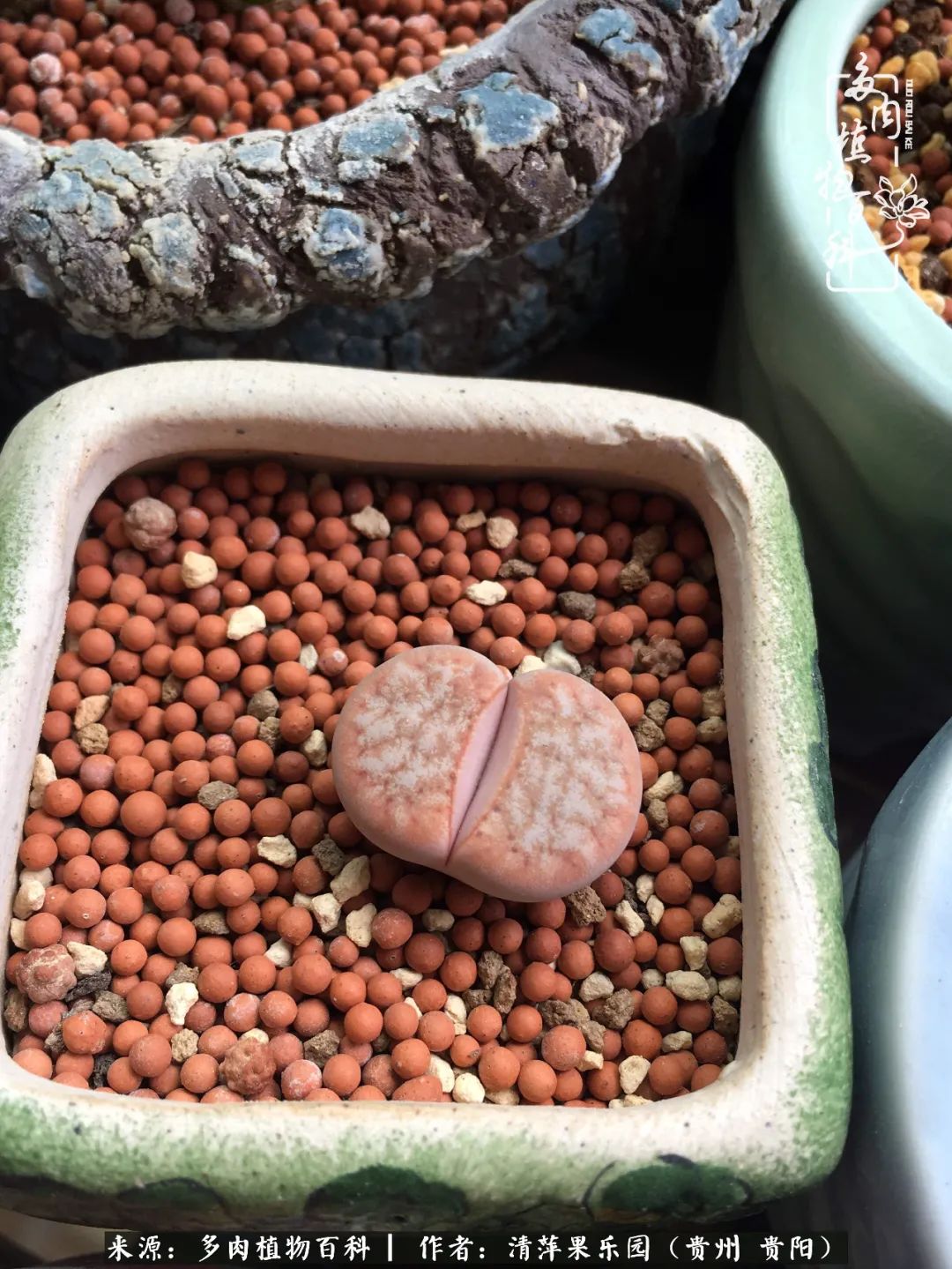 生石花庭院,晶莹剔透的生石花