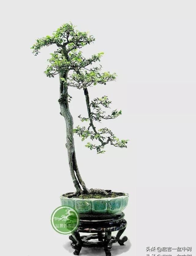 盆景跌价,盆景跌枝怎么解决