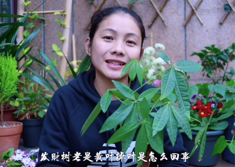 公认好养的7种花,最值得入手的3种花