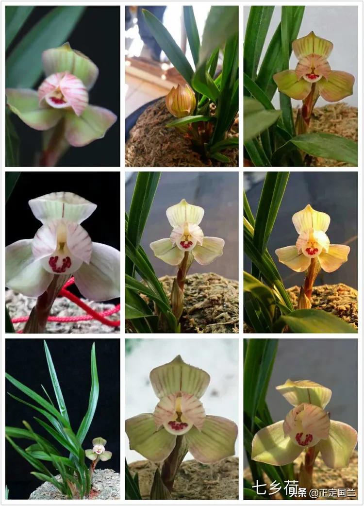 为什么兰花被称为国兰,为什么兰花又叫国兰