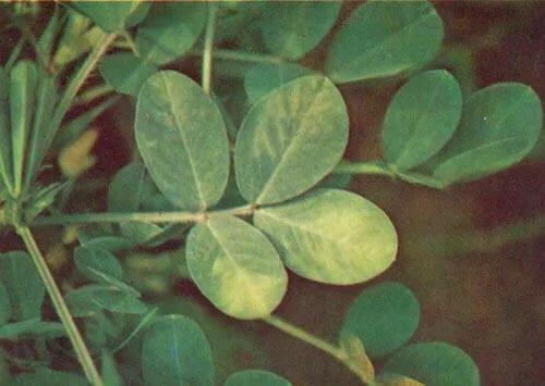 花生叶片小怎么办,花生叶子长得很小是什么原因