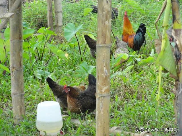 养鸡新城疫最佳配方,经典的养鸡户常用病毒类药物配方