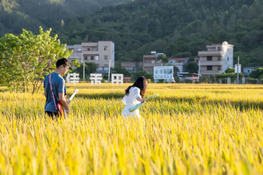 惠阳的稻田,惠阳稻田美景